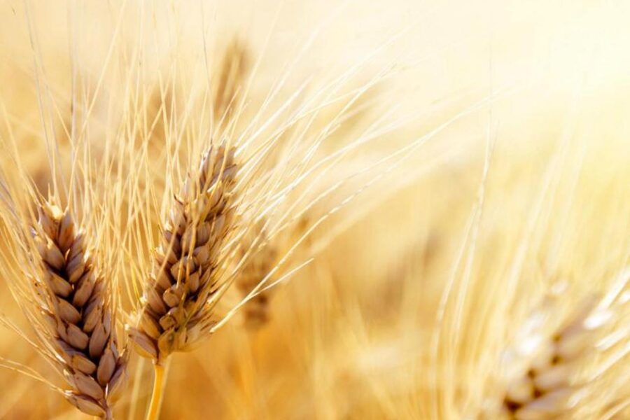 Advantages of Durum Wheat Cultivation