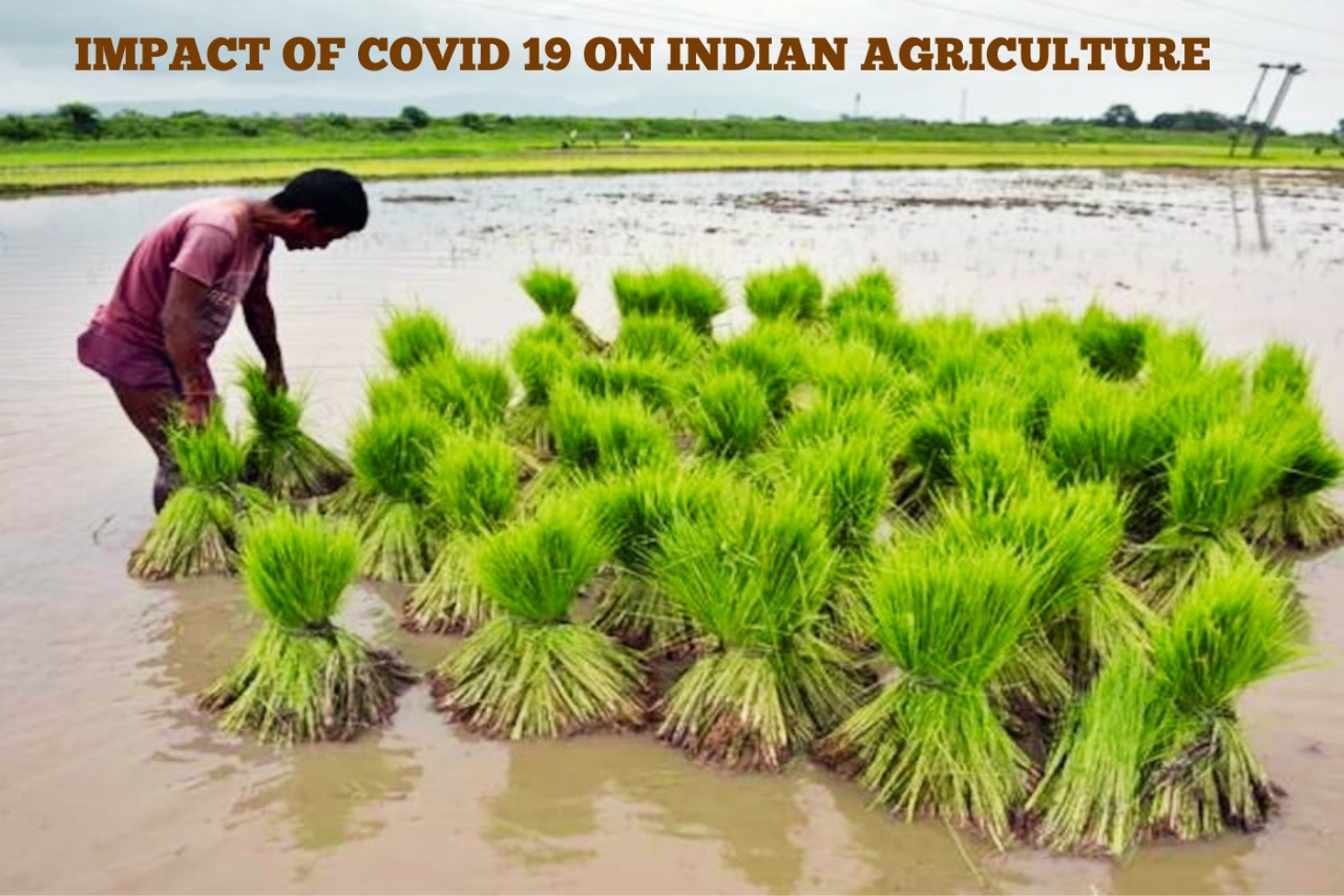 Impact of COVID 19 in Agriculture sector in India