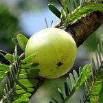 Aonla or Indian Gooseberry: New Value Added Products