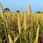 Discover the Benefits of Millet: Your Guide to the Best Types for 2023